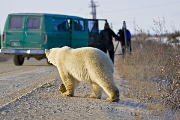 Photo: 
Bear Watching Tourists Churchill Manitoba Canada