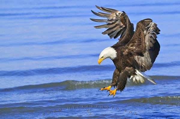 Photo: 
Birds Of Prey Fishing Bald Eagle