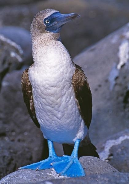 Photo: 
Blue footed Booby Bird Galapagos Islands