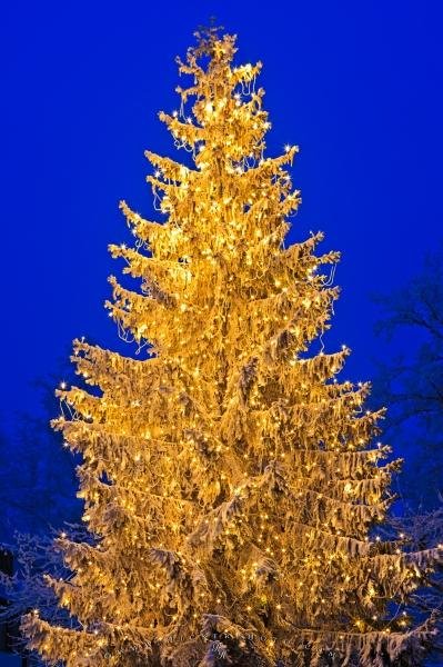 Photo: 
Bright Christmas Tree Picture