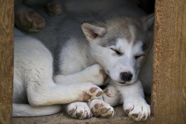 Photo: 
Canadian Eskimo Dog Puppies Picture