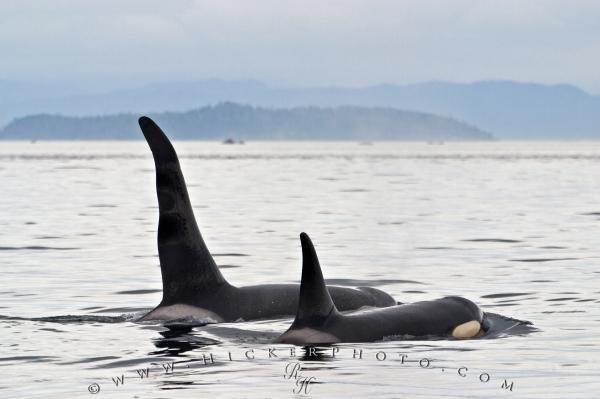 Photo: 
Killer Whales Male Female Traveling
