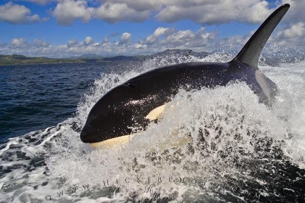 Photo: 
Whale Watching Season