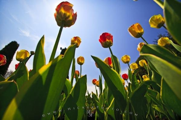 Photo: 
Yellow Tulips Cullen Gardens