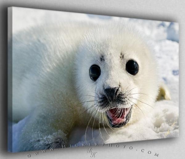 Photo: 
Cute Baby Seal Canvas Fine Art Photo