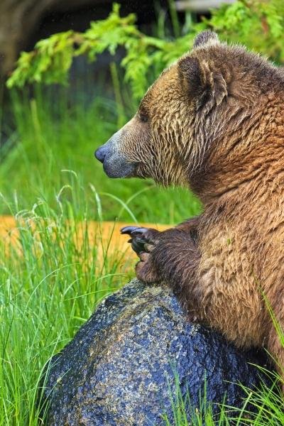 Photo: 
Cute Coastal Grizzly Bear Resting on Rock