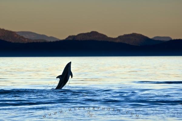 Photo: 
Jumping Dolphin Sunset Scenery Pic