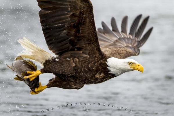 Photo: 
Action Shot Bald Eagle With fish