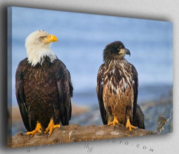 Photo: 
Eagle Generations Canvas Fine Art Photo