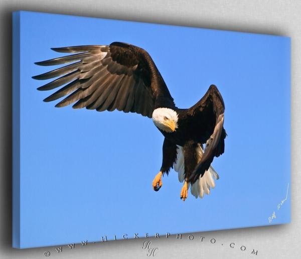 Photo: 
Eagle Turning in Flight Canvas Fine Art Photo