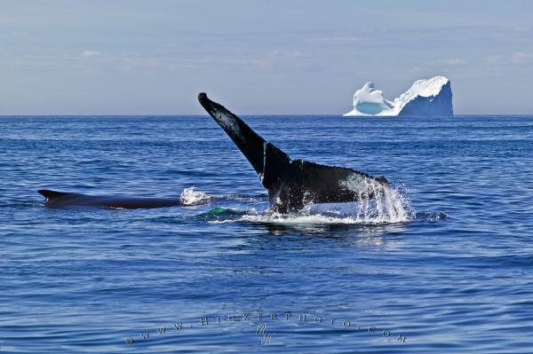 Photo: 
Ocean Avenue Humpback Whales Icebergs
