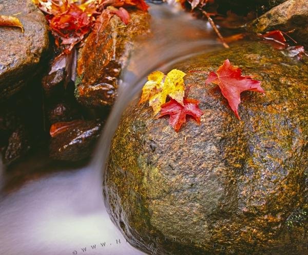 Photo: 
Colorful Fall Leaves Flowing Water Bay of Fundy National Park