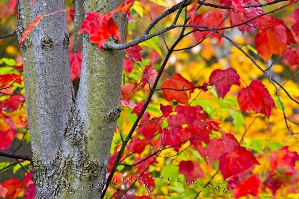 Photo: 
Fall Photography Algonquin Provincial Park Ontario
