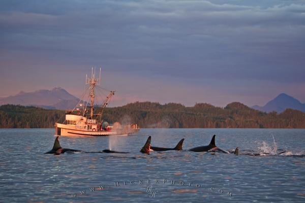Photo: 
Fishing Boat Orca Pod Vancouver Island