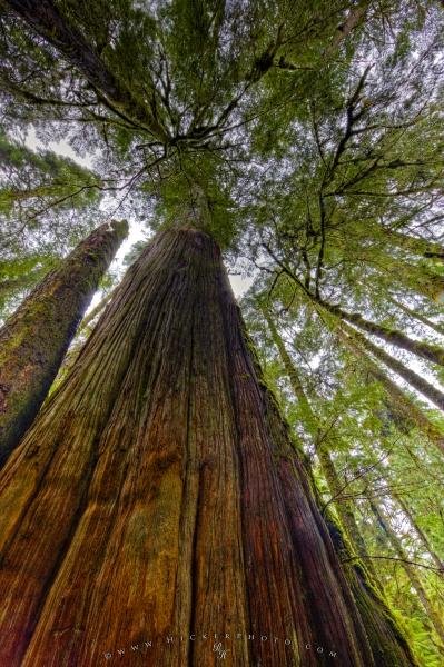 Photo: 
Western Red Cedar Forest Canopy Picture