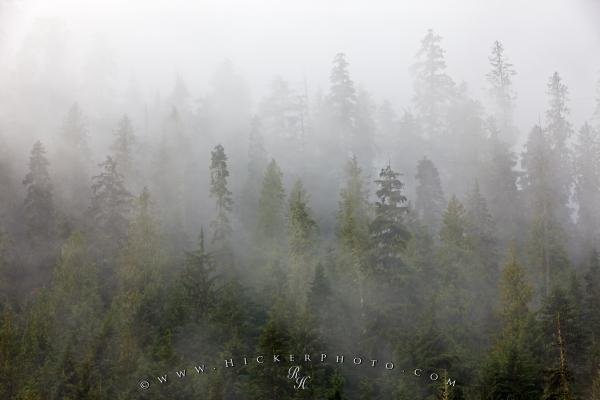 Photo: 
Forest Fog Wet Fall Day