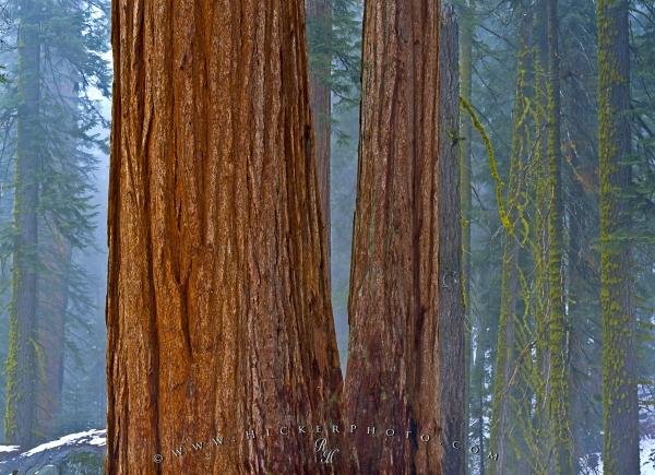 Photo: 
Forest Giant Trees Fog Sequoia National Park
