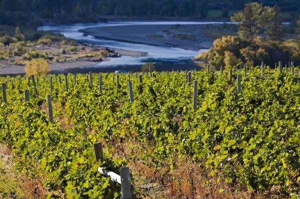 Photo: 
Grapevines Similkameen Valley Scenery