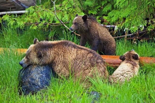 Photo: 
Grizzly Bear Family Hicker Photo Tour