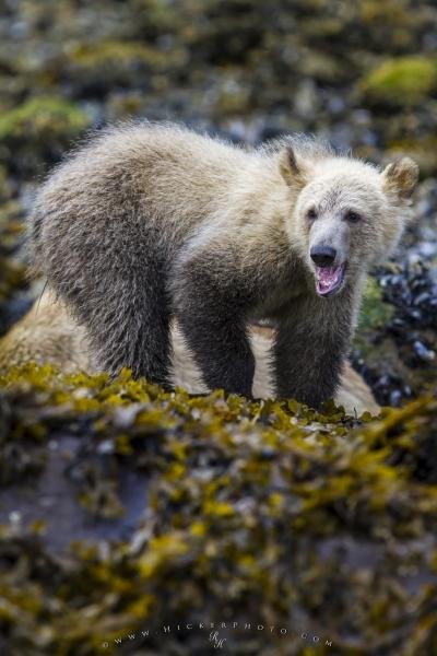 Photo: 
Grizzly bear cub feasting on beach