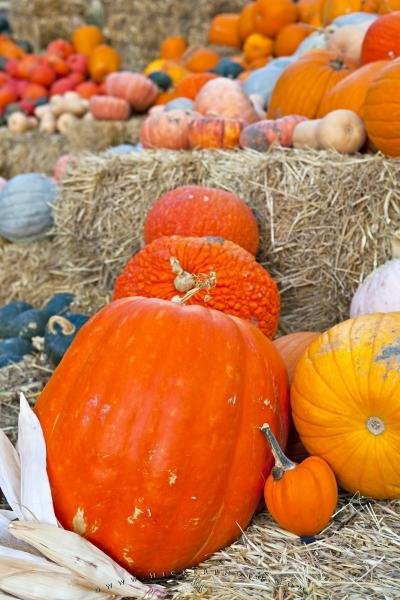Photo: 
Halloween Season Pumpkins