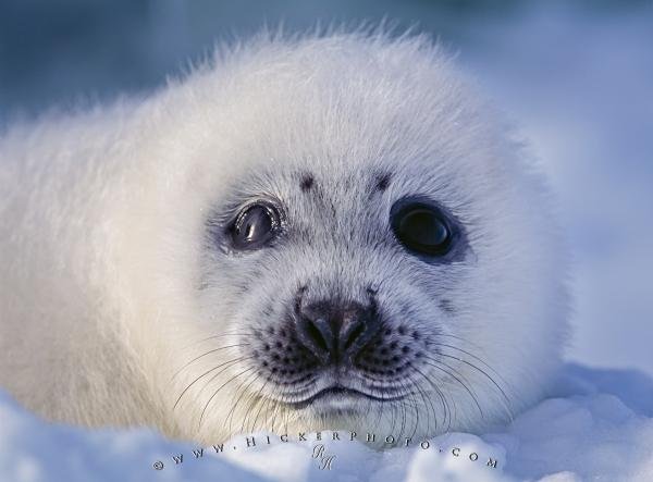 Photo: 
Harp Seal