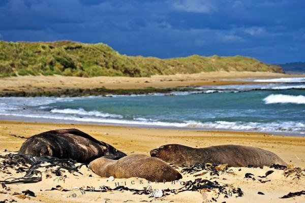 Photo: 
Sea Animals Hookers Sea Lions New Zealand Beach