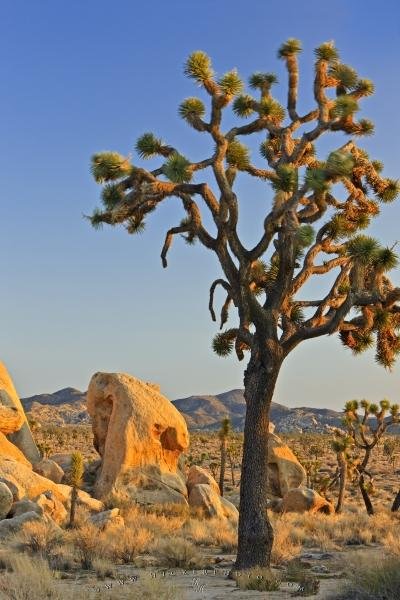 Photo: 
Joshua Tree and Rock Formations Mojave Desert California