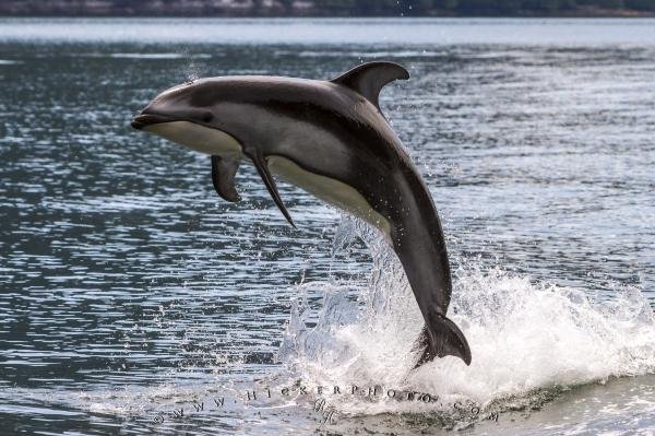 Photo: 
Jumping Pacific White Sided dolphin