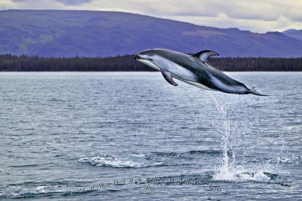 Photo: 
High Jumping Wild Dolphin