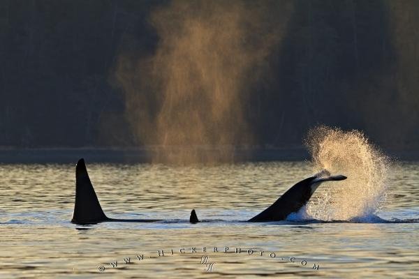 Photo: 
Whale Watching Orca Killer Whales Playing Sunset