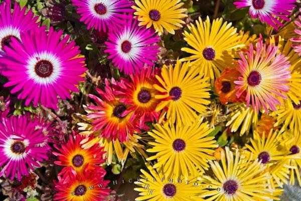 Photo: 
Livingstone Daisies Flower Picture