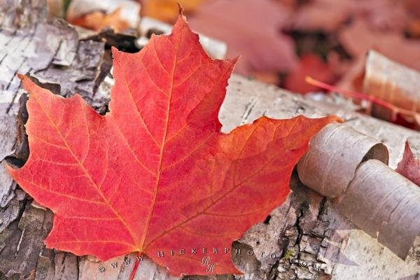 Photo: 
Red Fall Maple Leaf Picture