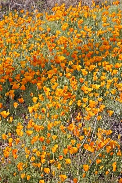 Photo: 
Mexican Gold Poppies