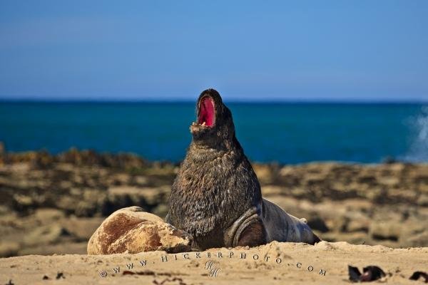 Photo: 
New Zealand Animal Hooker Sea Lion