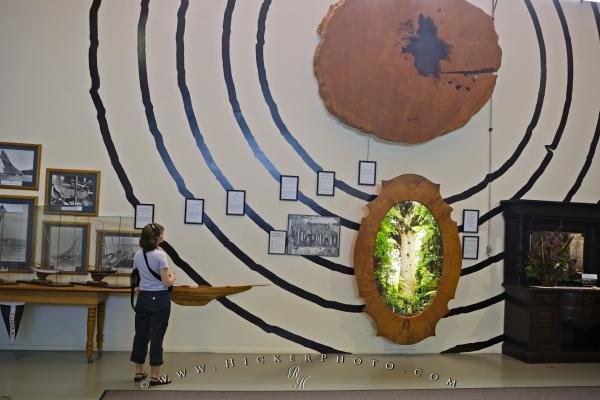 Photo: 
Growth Ring Display Matakohe Kauri Museum