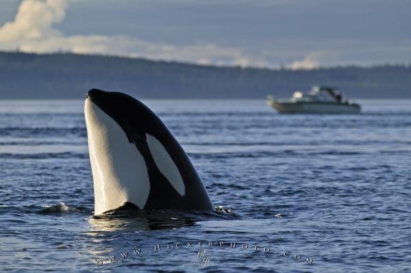 Photo: 
Orca Whale Activity Spy Hopping