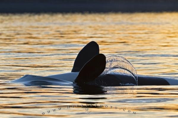 Photo: 
Sunset Whale Watching Orca Whale Backstrokes