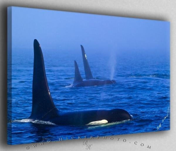 Photo: 
Orca Family in Fog Canvas Fine Art Photo