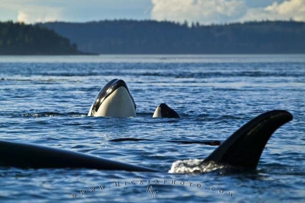 Photo: 
Orca Marine Mammals
