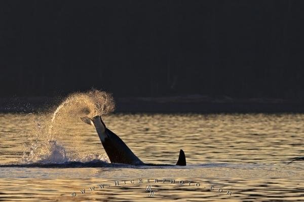 Photo: 
Orca Tail Lopping Sunset