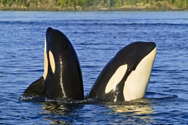 Photo: 
Spy Hopping Orca Whales Mom Daughter
