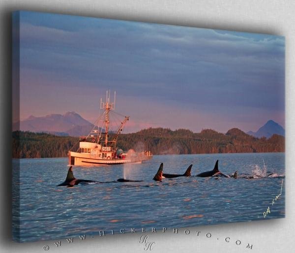 Photo: 
Orca Family with Fishing Boat Canvas Fine Art Photo