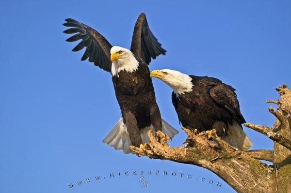 Photo: 
Bird Behavior Pictures Of Bald Eagles