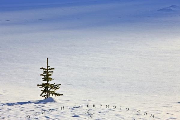 Photo: 
Single Pine Tree Snow Field Winter Picture