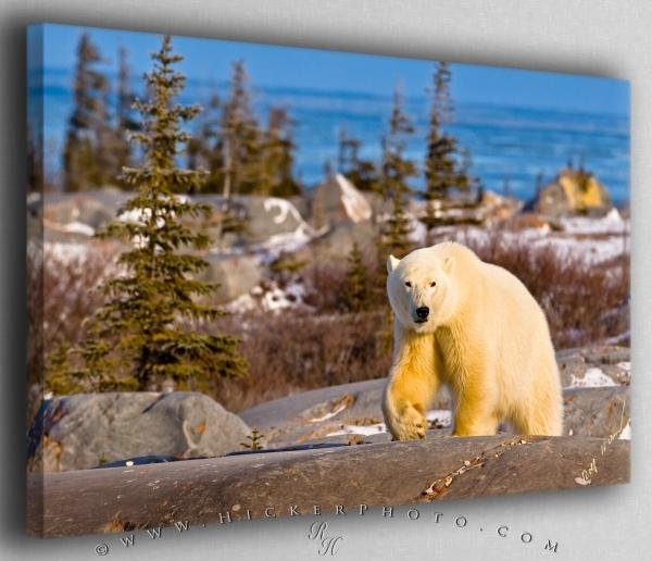 Photo: 
Polar Bear Hudson Bay Canvas Fine Art Photo