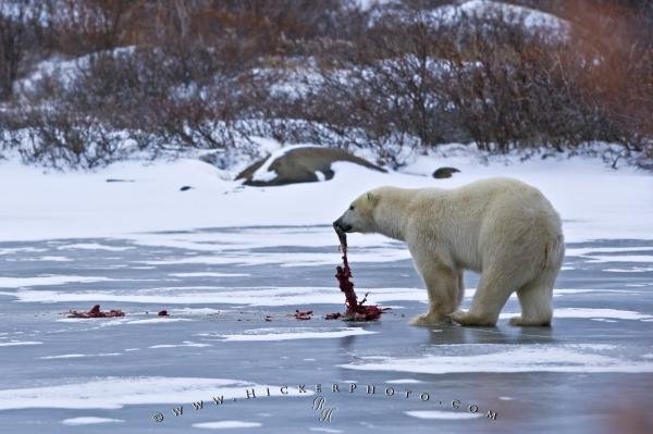 Photo: 
Polar Bear Eating Churchill Manitoba