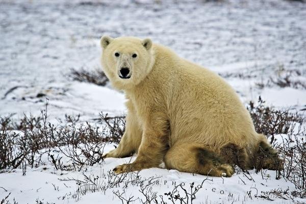Photo: 
Polar Bear Kneeling Hudson Bay Churchill Manitoba