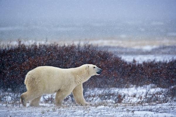 Photo: 
Polar Bear Winter Churchill Manitoba