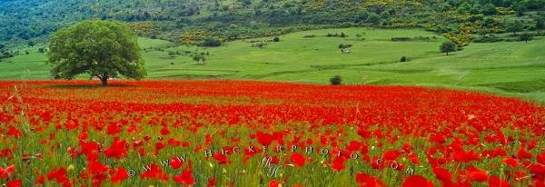 Photo: 
Single Tree Poppy Field Apulia Italy